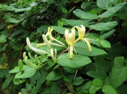 Madreselva japonesa
