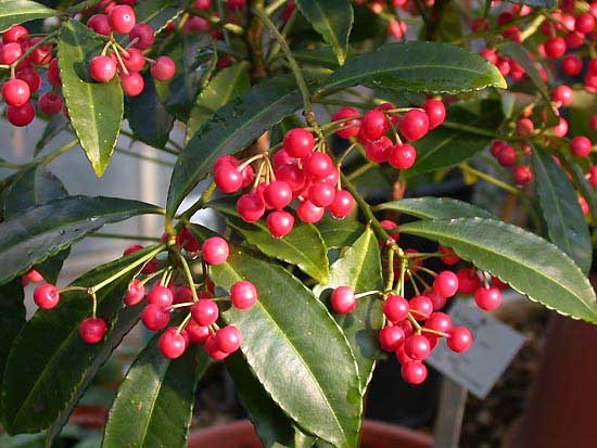 ardisia