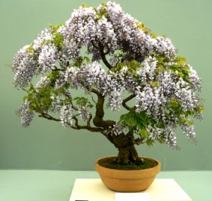 bonsai bonsai