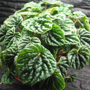 peperomia9