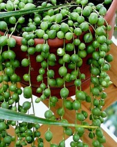 planta rosario