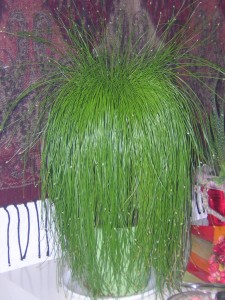 plantapunk