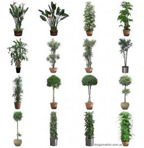 plantas plantas