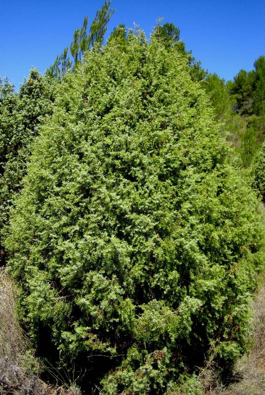 El enebro