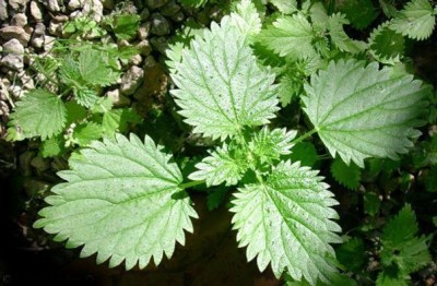 Plantas silvestres comestibles