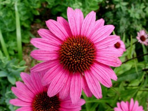 w-echinacea3
