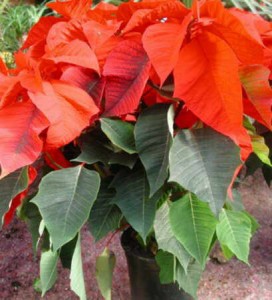 flor de pascua