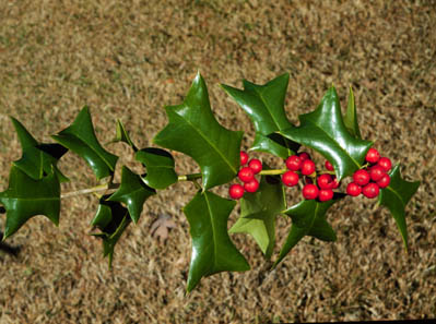 Plantas para Navidad