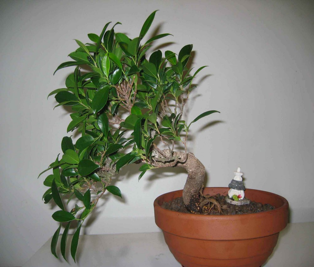 bonsai6