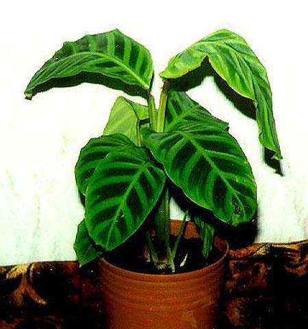 calatea calatea