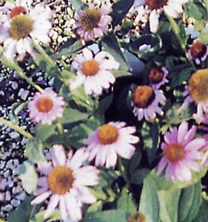 echinacea_purpurea