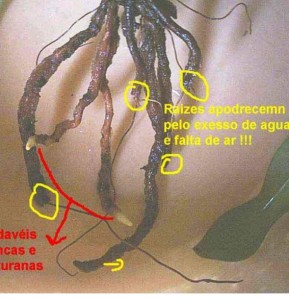 raices