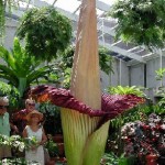 Amorphophallus titanum