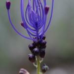 Muscari Comosum