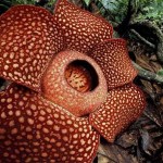 Rafflesiaceae
