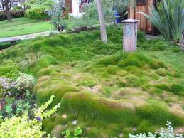 Zoysia japónica