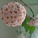 flor de cera