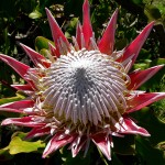 protea