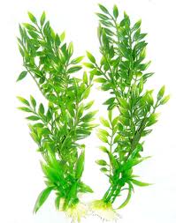 Experimento con las plantas