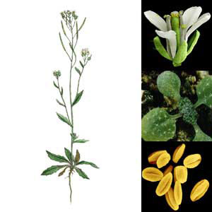 Arabidopsis