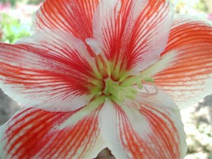 Amarilis Amarilis