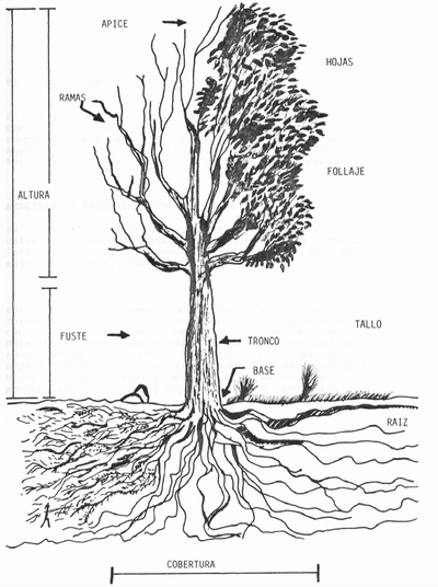 Plantas de hoja caduca y de hoja perenne