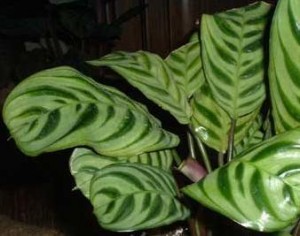 calatea