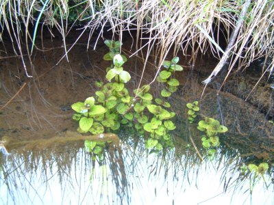 Mentha Aquática