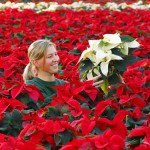 Fotos de Flores de Pascua 7