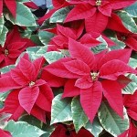 Fotos de Flores de Pascua 1