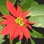 Fotos de Flores de Pascua 5