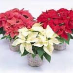 Fotos de Flores de Pascua 3