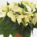 Fotos de Flores de Pascua 4