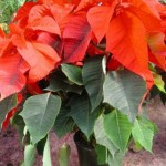 Fotos de Flores de Pascua 2