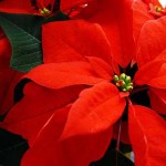 Fotos de Flores de Pascua 6