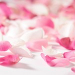 Wallpapers de rosas 1