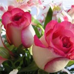 Wallpapers de rosas 4