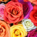 Wallpapers de rosas 5