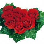 Wallpapers de rosas 8