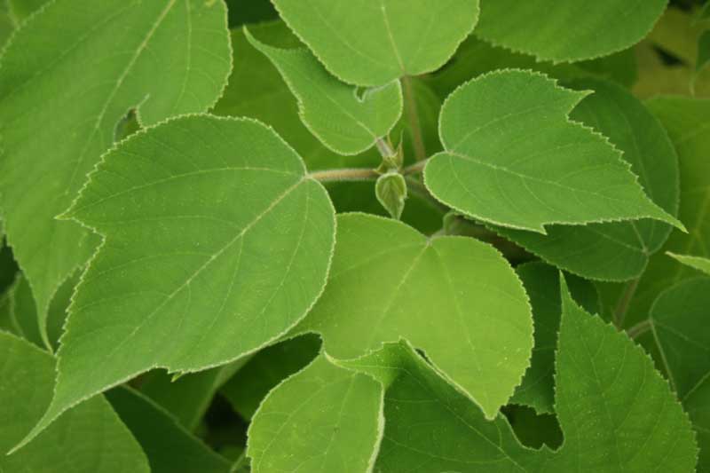 Hierro para las plantas