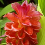 Flores hechas con macro 1