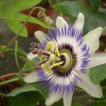 Flores hechas con macro 2