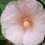 Flores hechas con macro 3