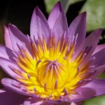 Flores hechas con macro 4