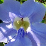 Flores hechas con macro 5