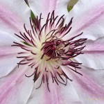 Flores hechas con macro 6