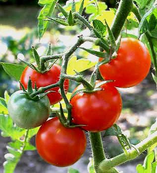 Mantener las matas de tomate levantadas