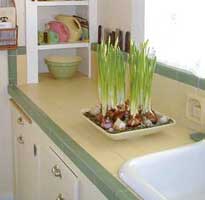 Hacer florecer bulbos