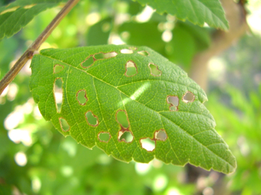 Trucos para ahuyentar hormigas de las plantas