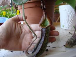 planta seca